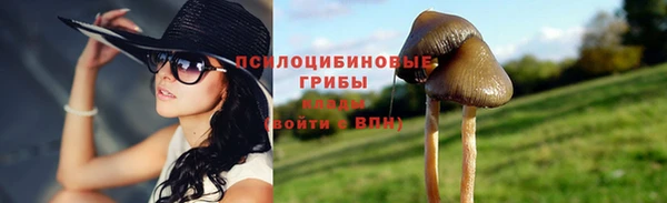 стаф Новозыбков